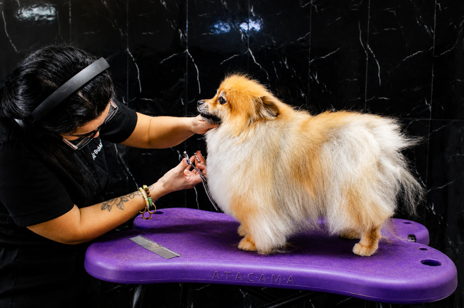 Prática de grooming em Spitz