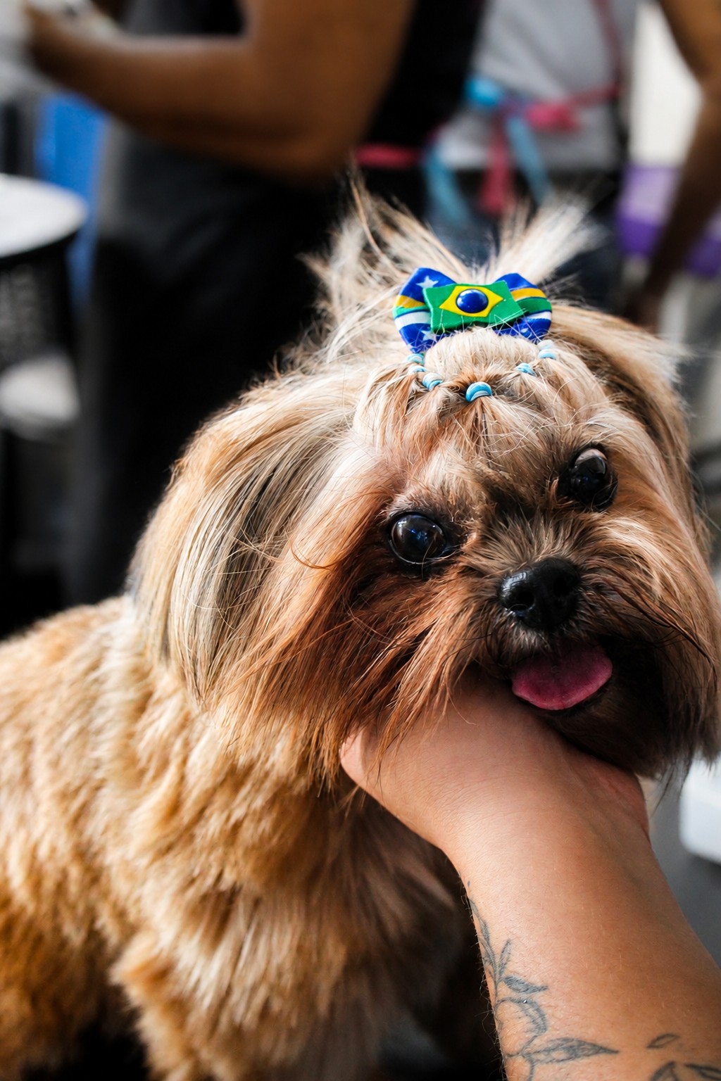 Shih-tzu após cuidado estético