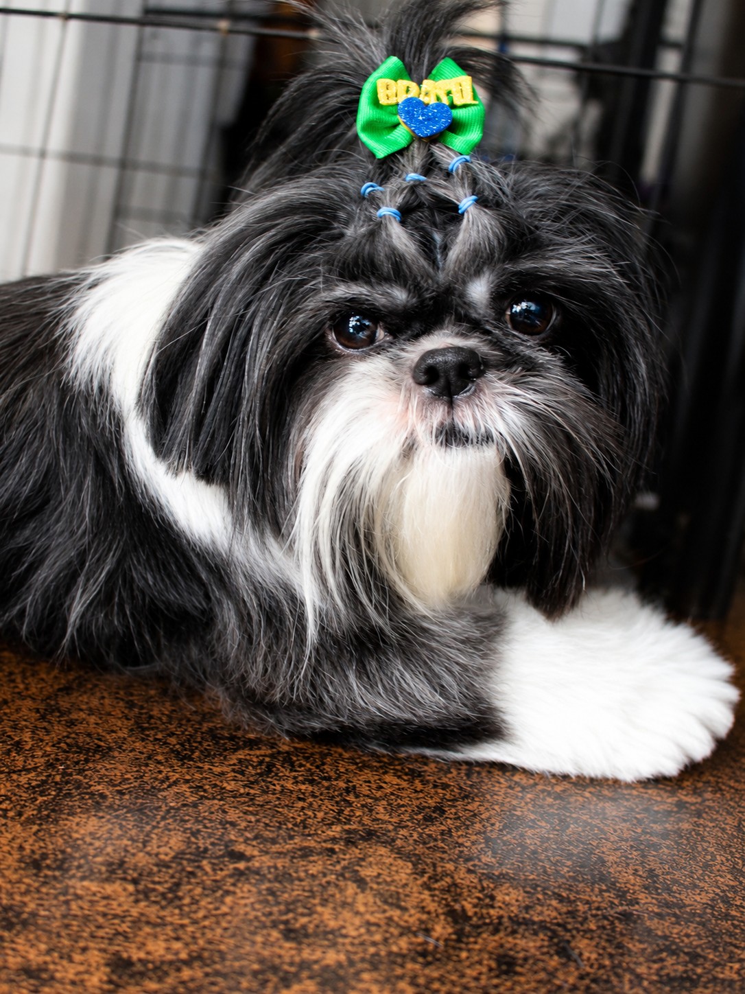 Shih-tzu com laço após banho e tosa