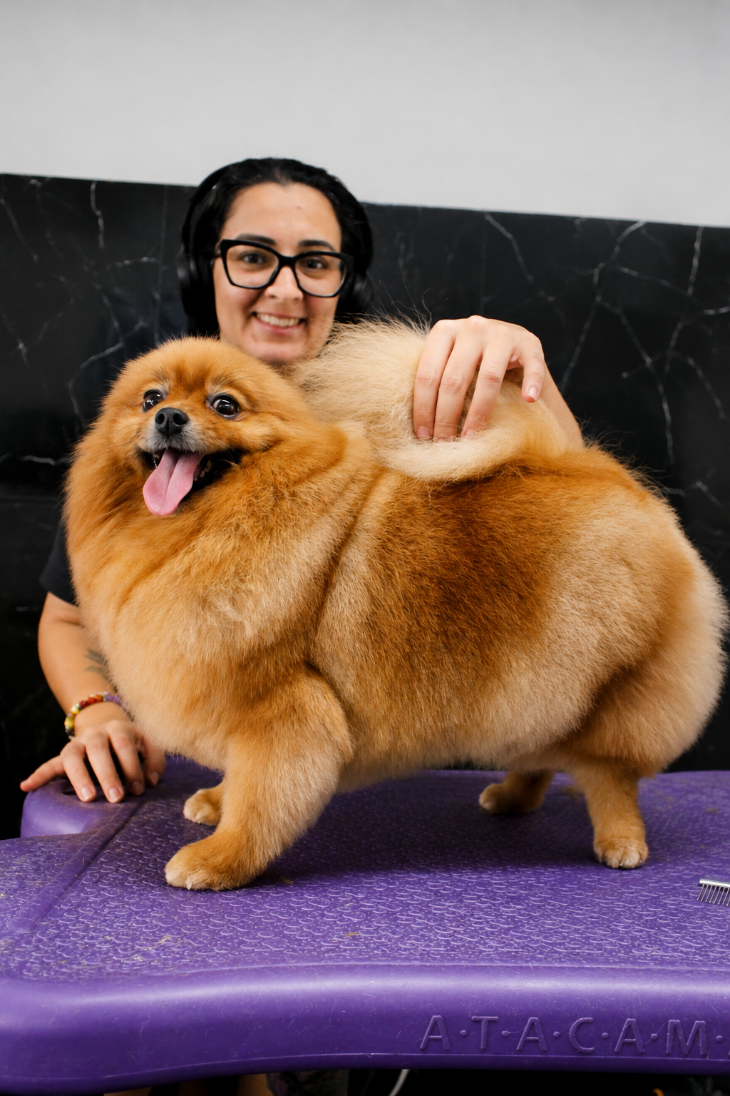 Spitz laranja após cuidado estético