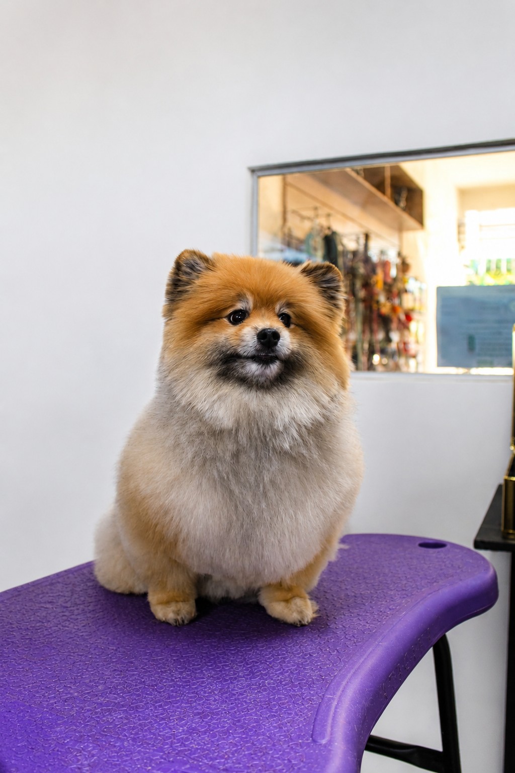 Pet em sessão de tosa