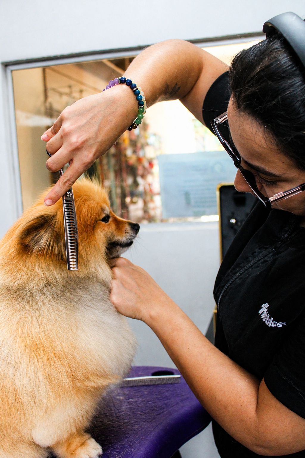 Spitz em atendimento de tosa na Falcomer Groomer
